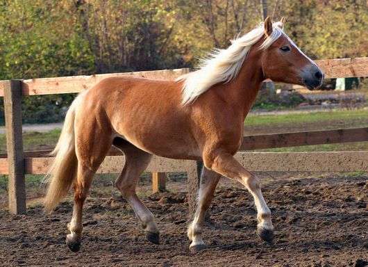 Pferderasse Haflinger