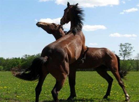 Russische Hunderasse von Pferden