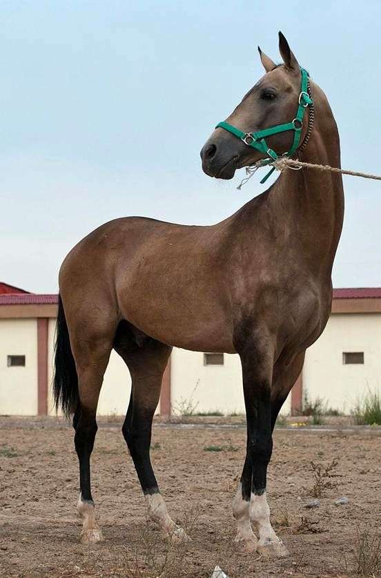 Akhal Teke Pferde züchten