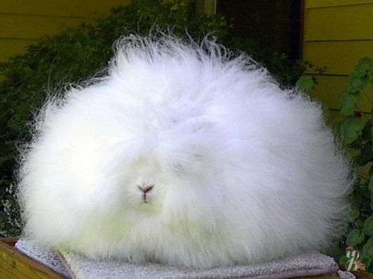 Angora Hasenrasse