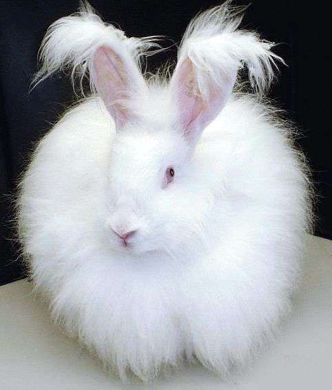 Angora Hasenrasse