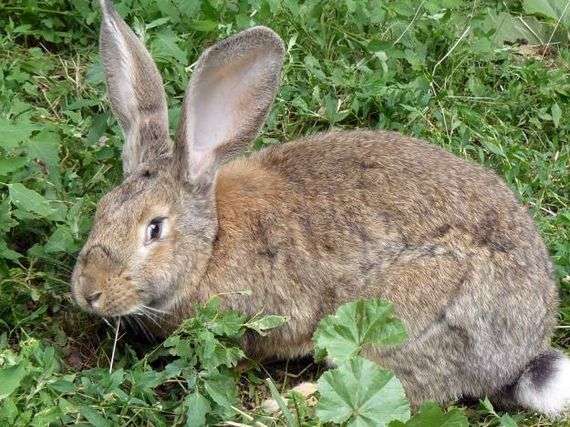 Kaninchen der Rasse Grey Giant