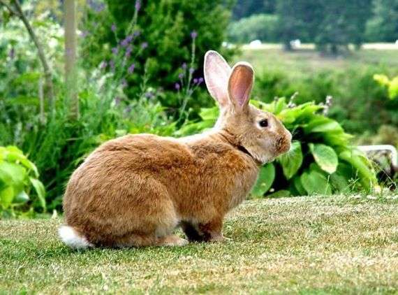 Kaninchen der Rasse Belgian Flandre
