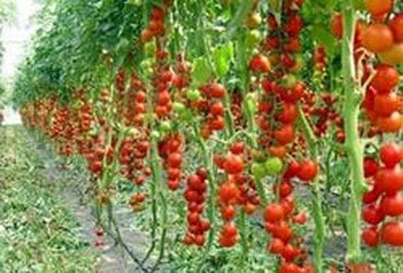 Auswahl von Tomatensorten