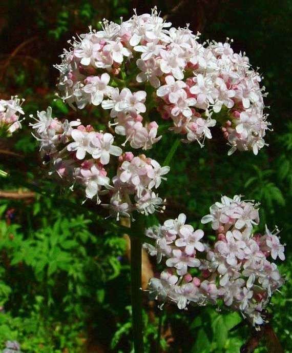 Baldrian officinalis