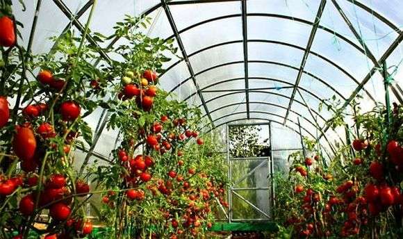 Wachsende Tomaten in einem Gewächshaus