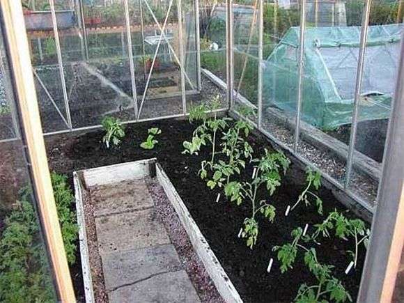 Wachsende Tomaten in einem Gewächshaus