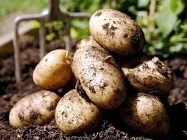 Dünger für Kartoffeln beim Pflanzen