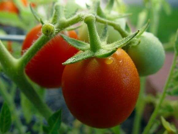 Anbau und Pflege von Tomaten