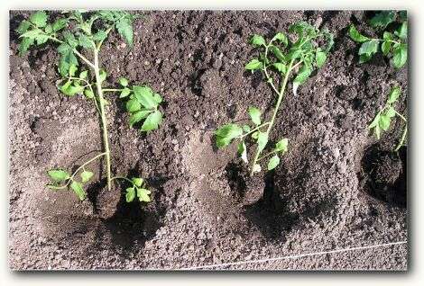 Anbau und Pflege von Tomaten