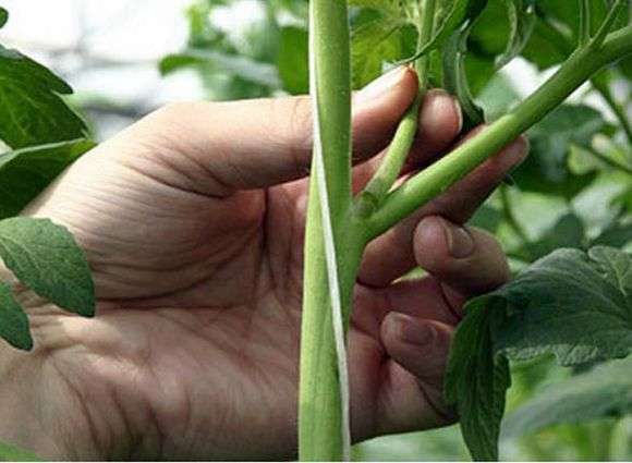 Wie man Tomaten in einem Gewächshaus trimmt