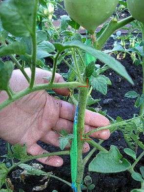 Wie man Tomaten in einem Gewächshaus trimmt