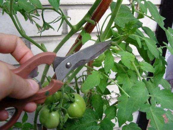 Wie man Tomaten in einem Gewächshaus trimmt