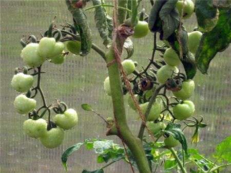 Wie man Tomaten in einem Gewächshaus trimmt