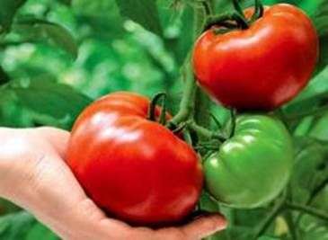 Wachsende Tomaten im freien Boden