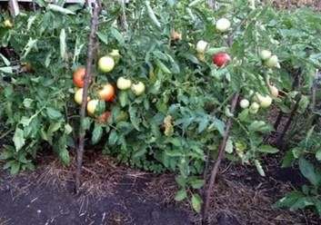 Wachsende Tomaten im freien Boden