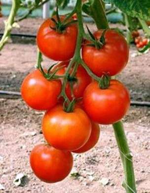 Wachsende Tomaten im freien Boden