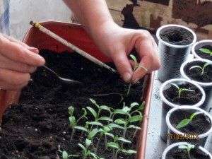 Top Dressing von Tomatensämlingen