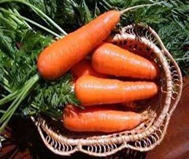 Rüben und Karotten ernten