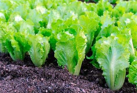 Wachsender Salat im Garten