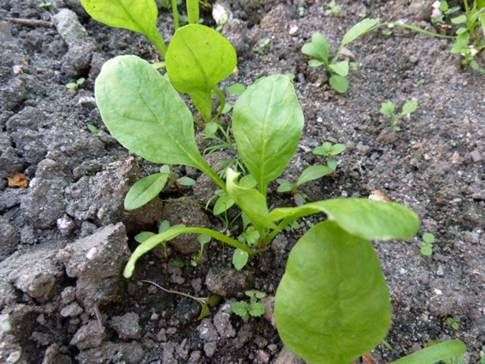Spinat, der von den Samen wächst