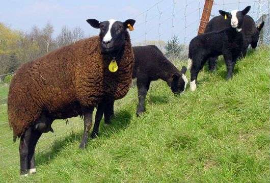 Die Rasse der Schafe Zwartbles