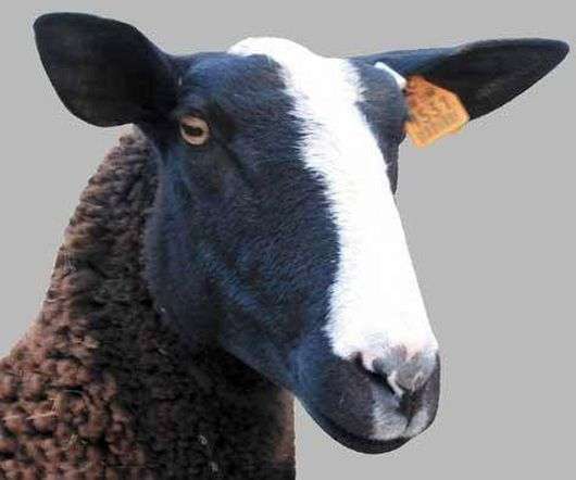 Die Rasse der Schafe Zwartbles