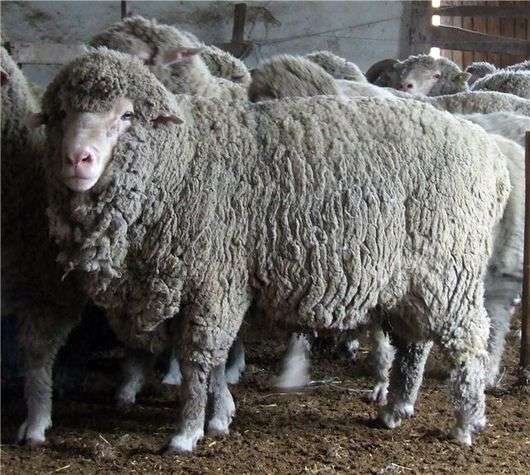 Die Rasse der Prekos Schafe