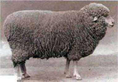 Wolgograder Zucht von Schafen