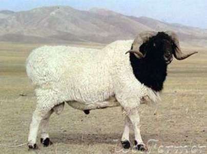 Schafszucht von Schafen