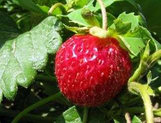 Erdbeere, die im Frühjahr verarbeitet