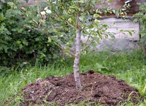 Apfelbäume im Frühjahr pflanzen