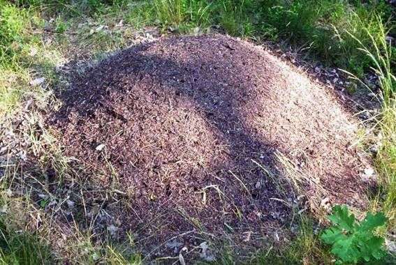 Wie man Ameisen auf dem Hinterhof loswird