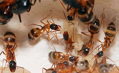 Wie man Ameisen auf dem Hinterhof loswird