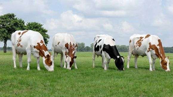 Holsteinzucht der Kühe