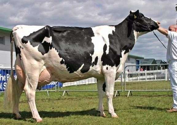 Holsteinzucht der Kühe