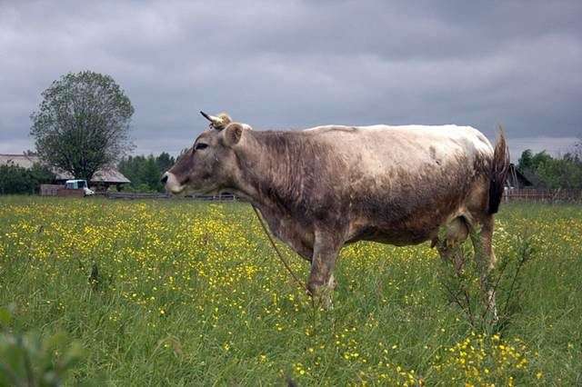 Kostroma Zucht von Kühen