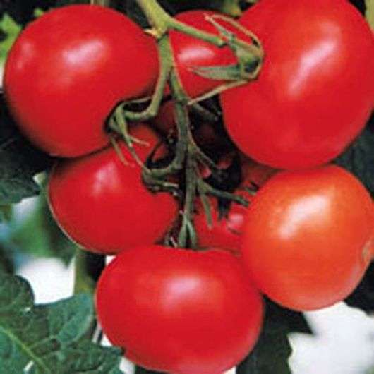 Vielzahl von Tomaten Evpator