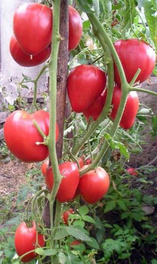 Tomatensorte Wunder der Erde