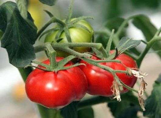 Vielzahl von Tomaten Wunder des Marktes
