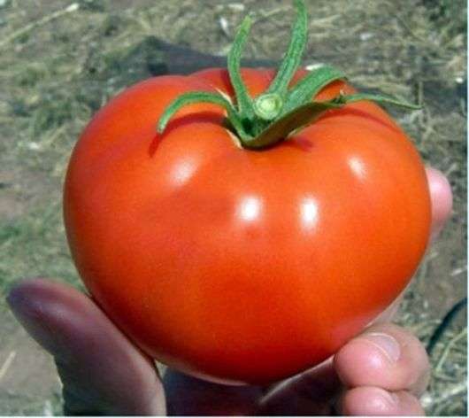 Vielzahl von Tomaten Kirzhach