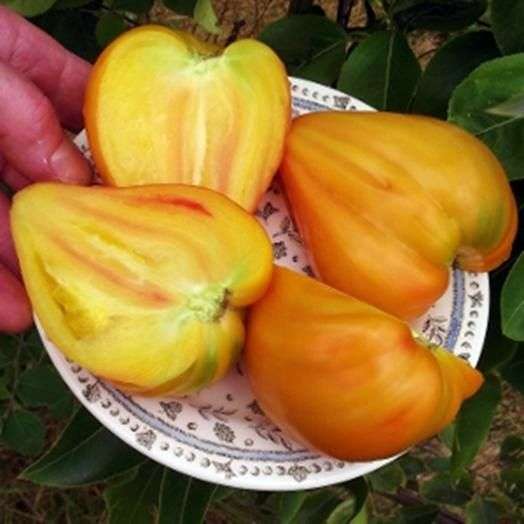 Tomatensorte Das goldene Herz