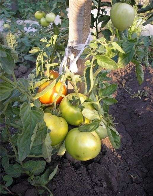 Tomatensorte Das goldene Herz