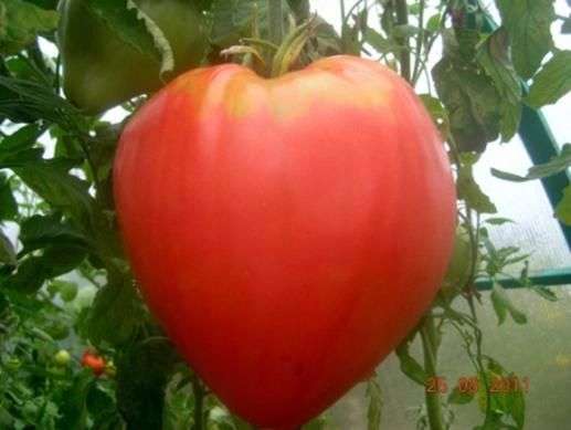 Tomatensorte Adlerherz