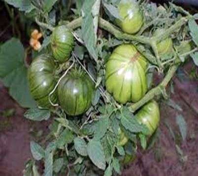 Tomatensorte Wassermelone