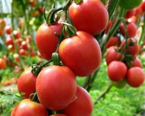 Tomatensorte De Barao Giant