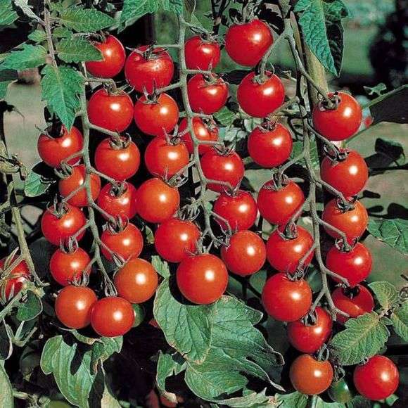 Tomatensorte Cherry