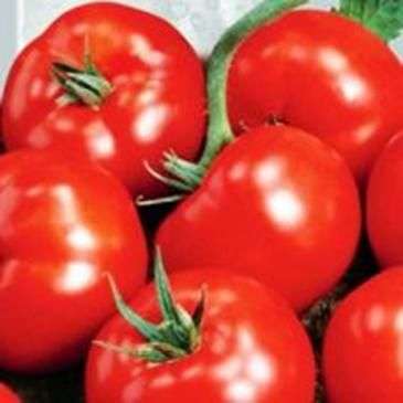 Tomatensorte Sanka