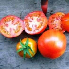 Tomatensorte Sanka