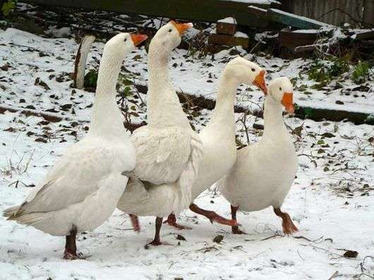 Wie kann man Gänse im Winter halten?